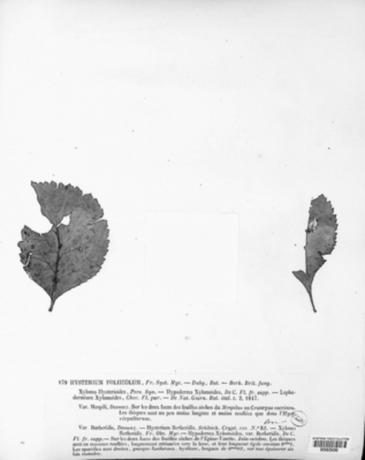 Hysterium foliicola image